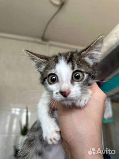 Спасите котенка из приюта