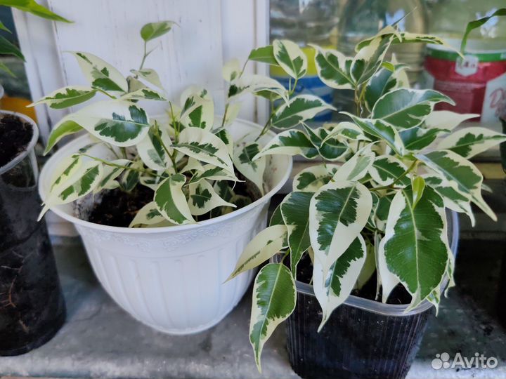 Фикус бенджамина