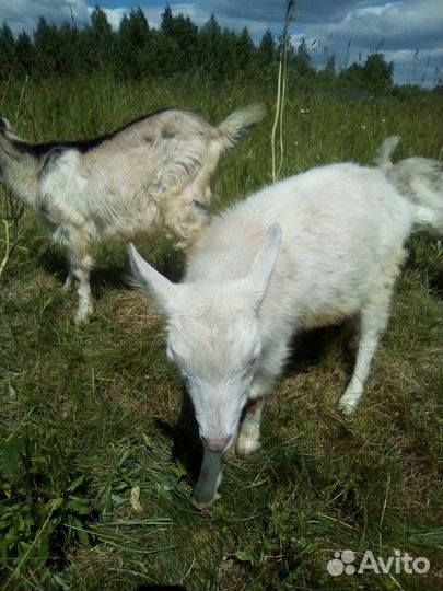 Продам коз