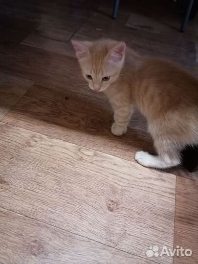 Котенок в добрые руки
