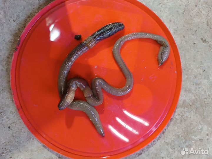 Червь выползок