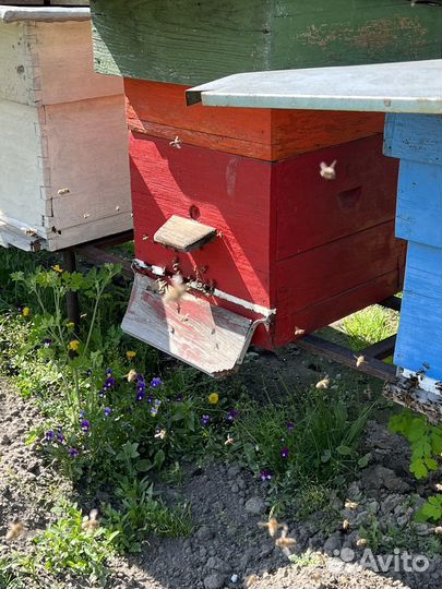 Пчелосемьи