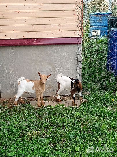 Камерунские козлики