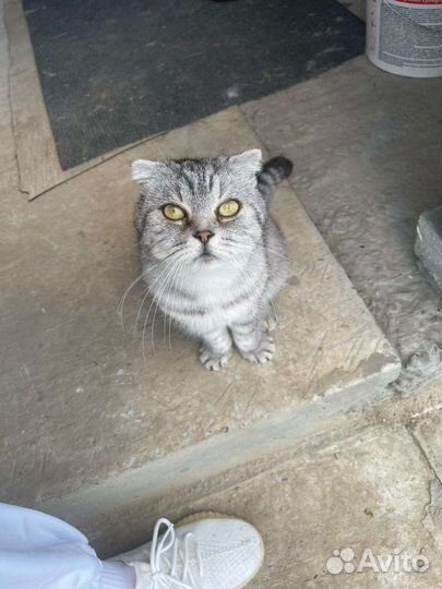 Шотландский кот
