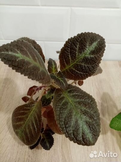 Эписция (растения взрослые, не детка)