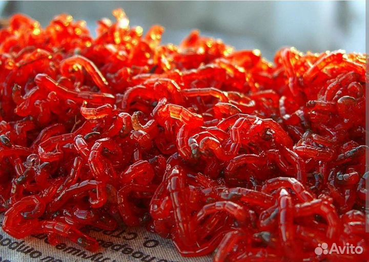 Мотыль живой