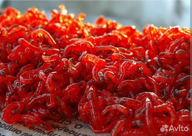 Мотыль живой