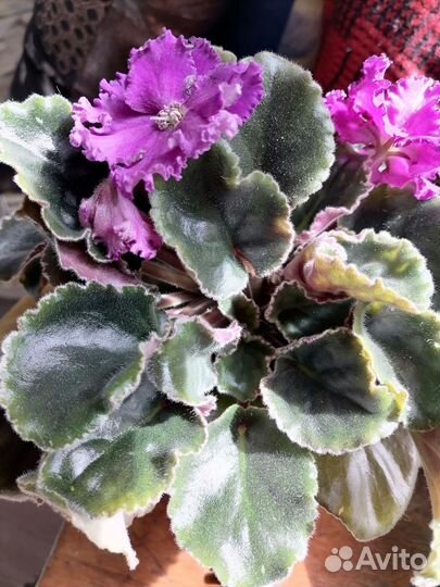 Фиалка в горшках цветущие и детки фиалок