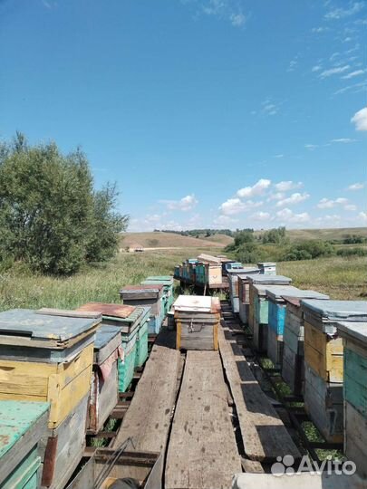 Мед гречишный 2023
