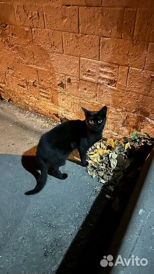 Пристроить кошку в добрые руки,зимой погибнет