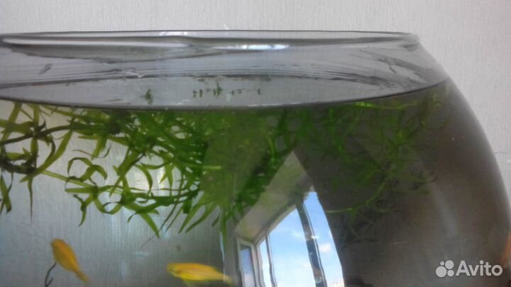 Водоросли для аквариума элодея