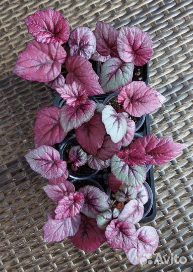 Бегония Инка Файер декоративно лиственная