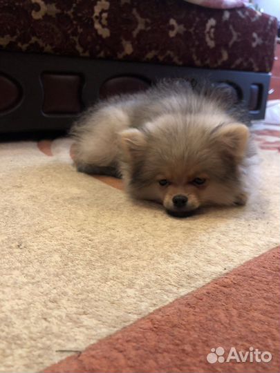 Щенок шпица мальчик