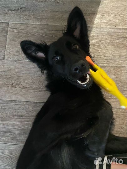 Бельгийская овчарка в добрые руки в свой дом