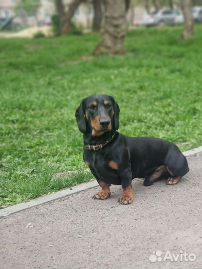 Вязка кобель такса