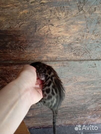 Бенгальские котята