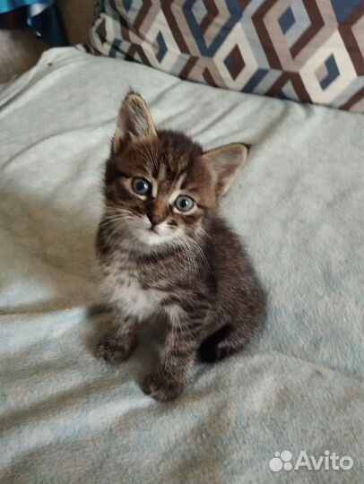 Котята в добрые руки 2 месяца