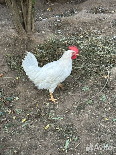 Петухи молодые
