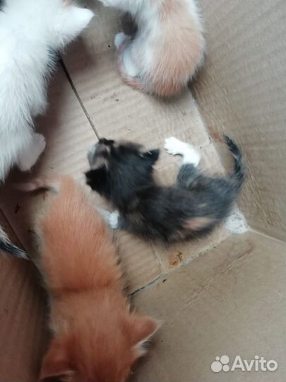 Котята в добрые руки