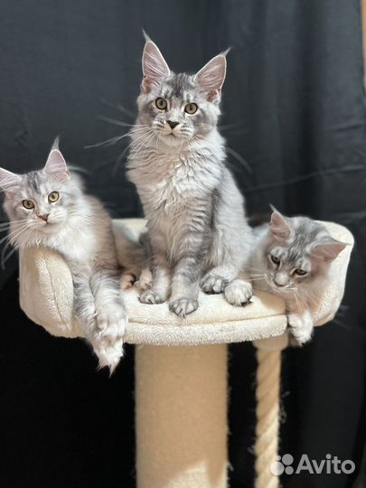 Котята Мейн-Куны Черные Тикированные на Серебре