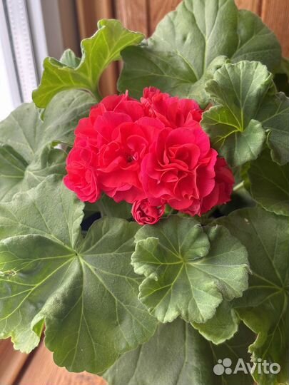 Сортовая пеларгония герань та Подарок Амура