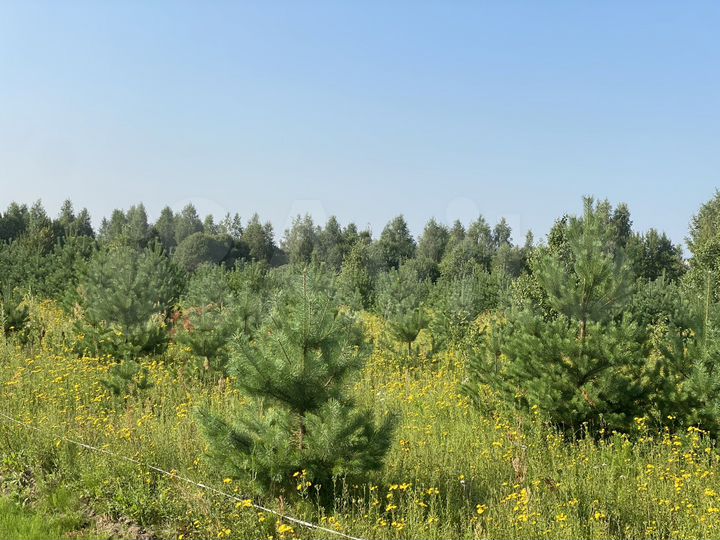 Участок 8 сот. (ИЖС)