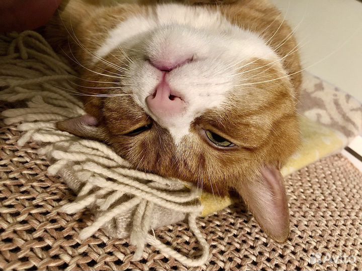 Передержка домашних котов, кошек и котят