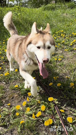 Хаски Карина