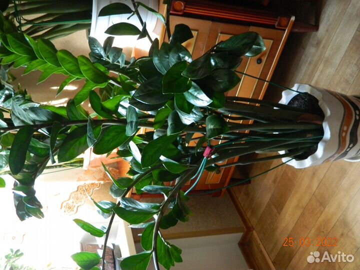 Замиокулькас-долларовое дерево