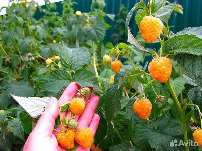 Саженцы малины