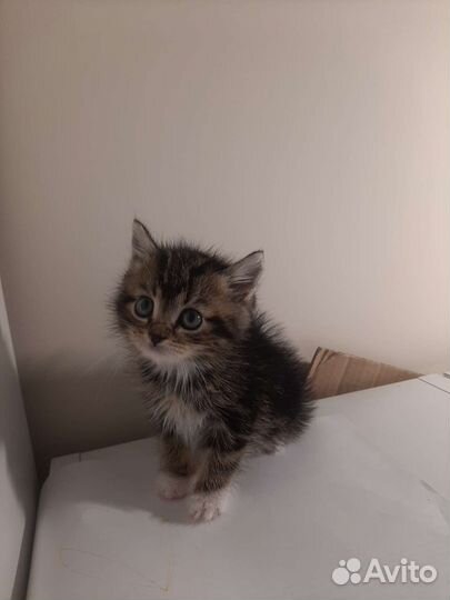 Маленькое чудо в дар