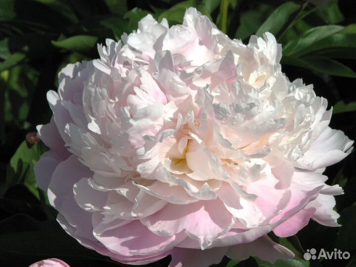 Леди Александра Дафф. Пион