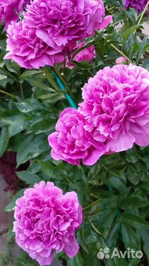 Саженец пиона