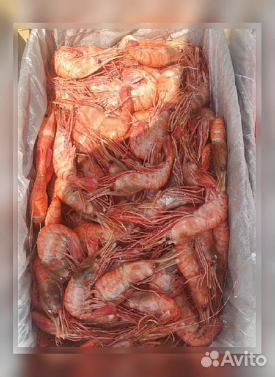 Креветка Северная