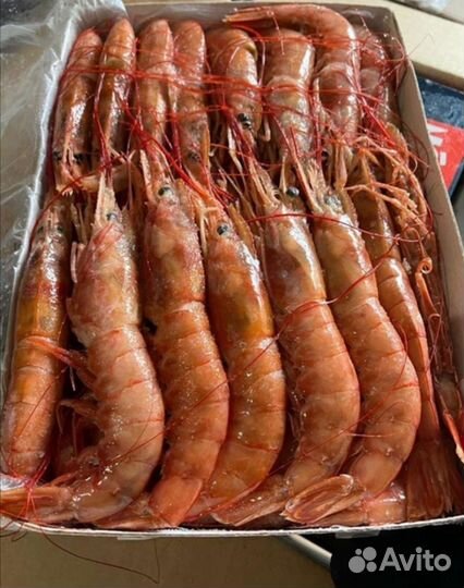 Лангустины l1