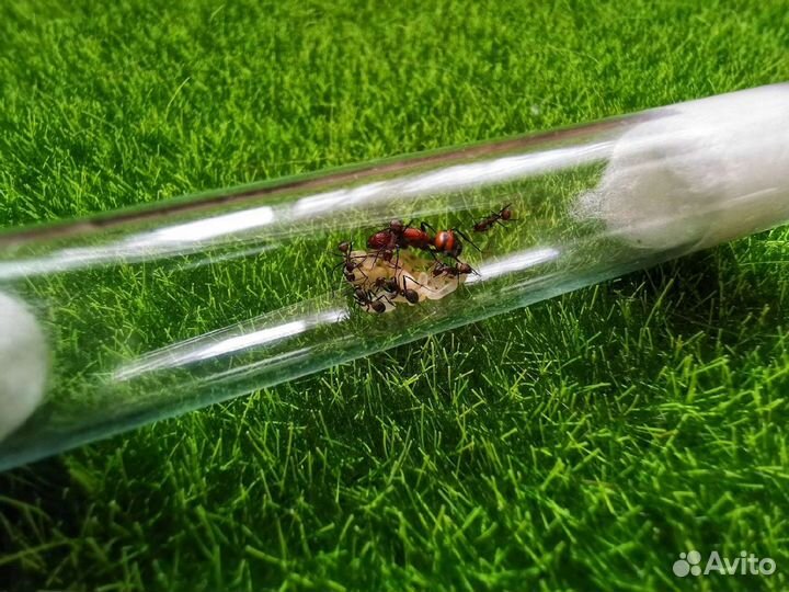 Муравьи Messor structor Жнецы и другие муравьи