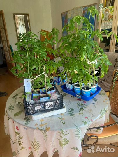 Рассада помидор