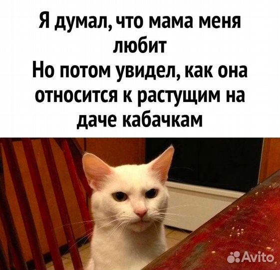 Передержка кошек и собак