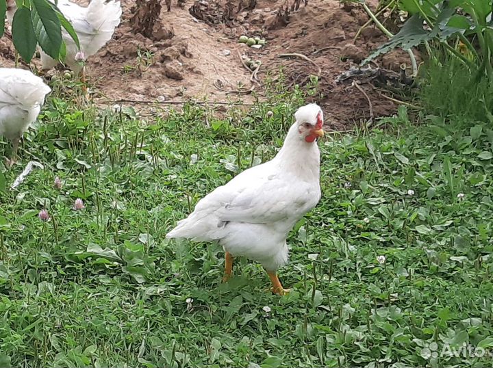 Молодые петухи 2 месяца
