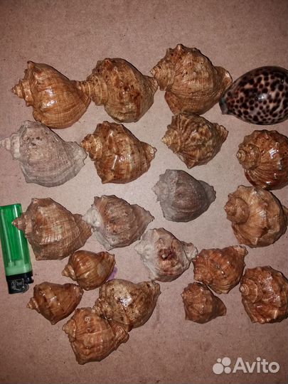 Морские Ракушки