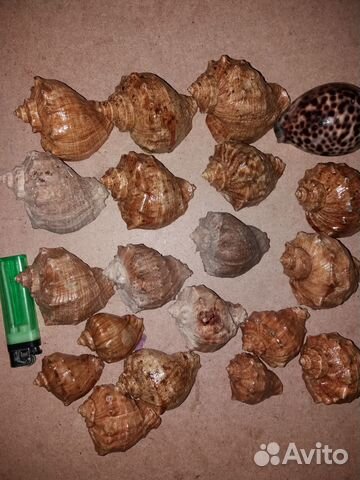 Морские Ракушки