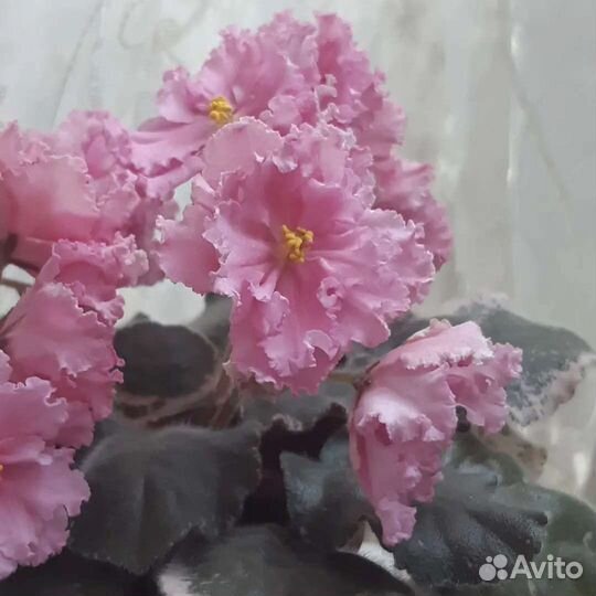 Фиалка цветущая сортовая