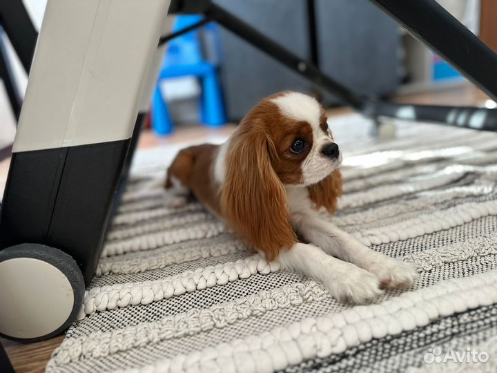 Продам собаку кавалер кинг чарльз спаниель