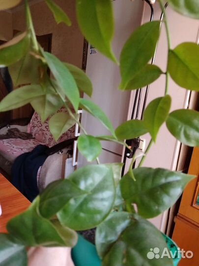 Комнатные домашние растения