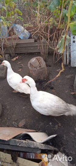 Индоутки белые