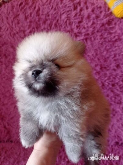 Померанский шпиц щенки
