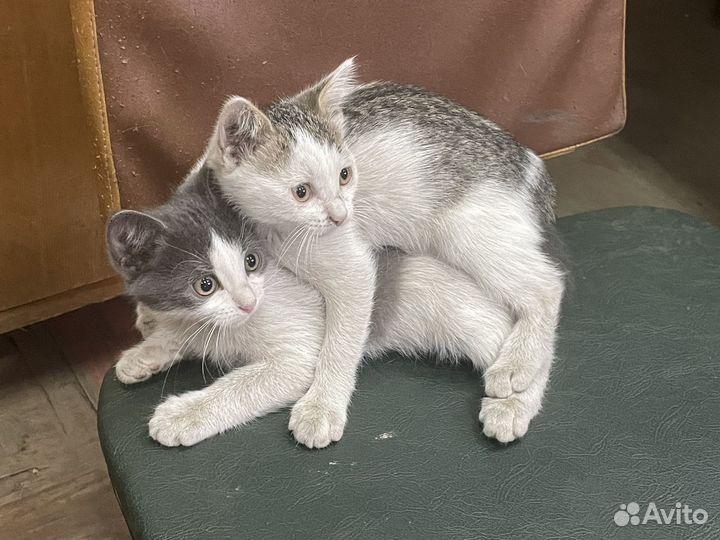 Котята отдам в добрые руки