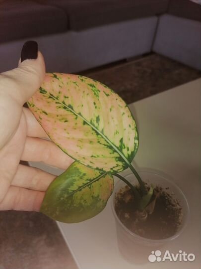 Аглаонема анимани роуз