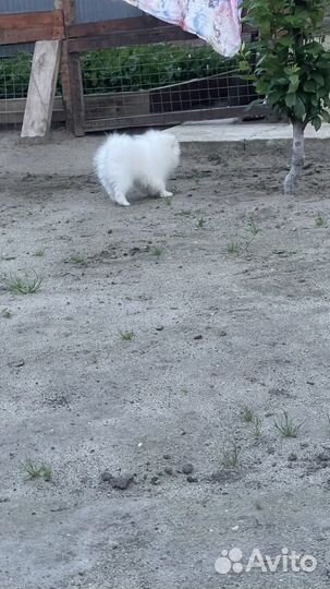 Померанский шпиц мини