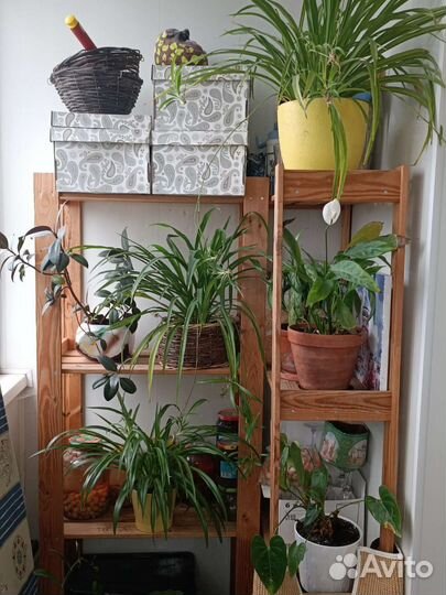 Хлорофитум комнатное растение